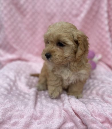 Maltipoo