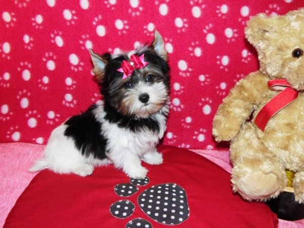 Biewer Yorkshire Terrier Yorki