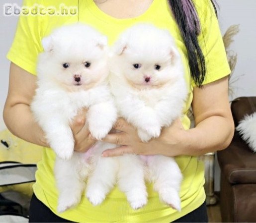 PURE BLOOD POMERANIANS