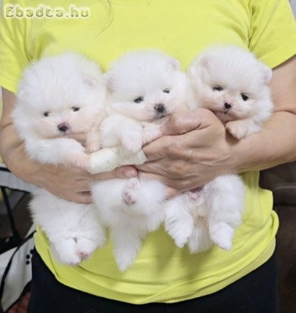 PURE BLOOD POMERANIANS