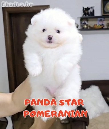 PURE BLOOD POMERANIANS