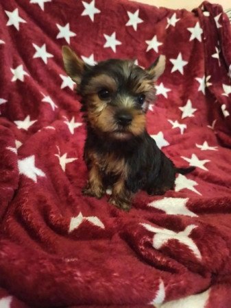 Yorkshire terrier
