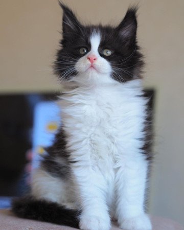 Maine Coon kiscicáink vannak