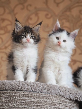 Maine Coon kiscicáink vannak