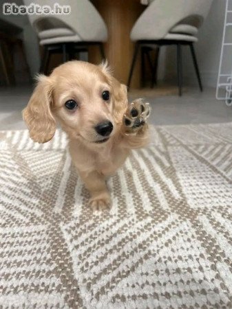 Mini Dachshunds For Sale And Adoption