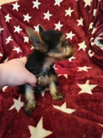 Yorkshire terrier
