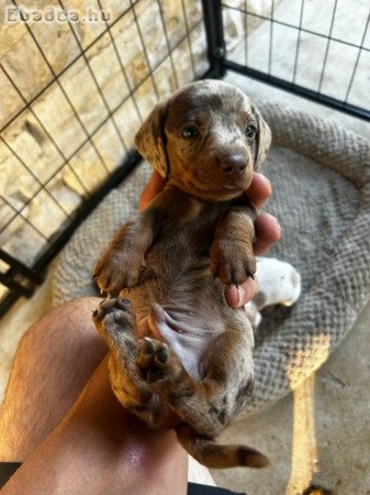 Dachshund Puppies For Adoption