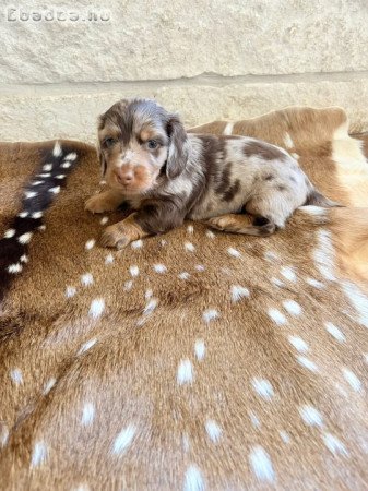 Dachshund Puppies For Adoption