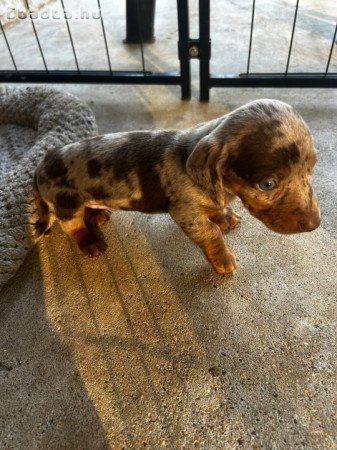 Dachshund Puppies For Adoption