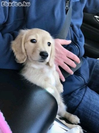 Dachshund Puppies For Adoption