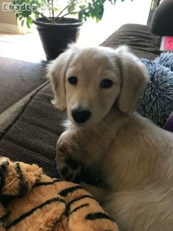 Dachshunds For Adoption Or Sale