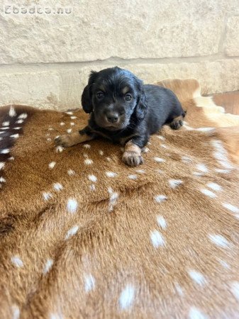 Dachshunds For Adoption Or Sale