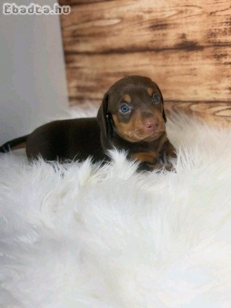 Dachshund Pups For Adoption Or Sale