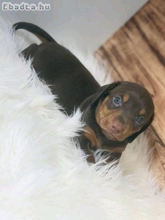 Dachshund Pups For Adoption Or Sale