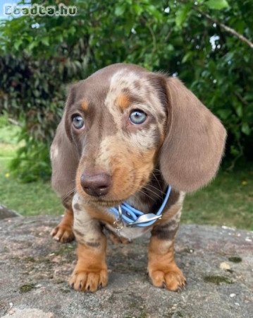 Dachshund Pups For Adoption Or Sale