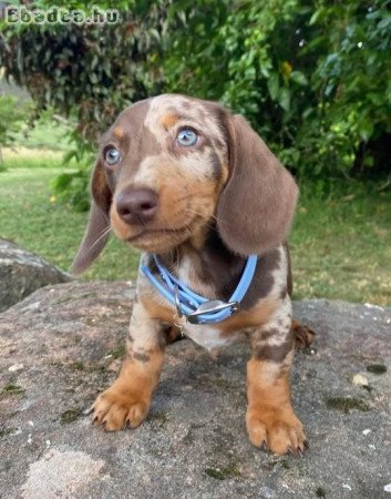 Dachshund Pups For Adoption Or Sale