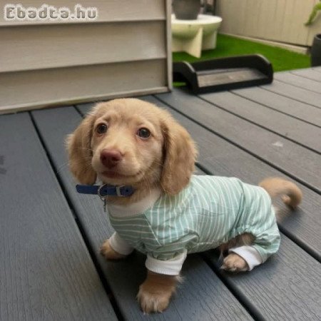 Dachshund Puppies For Adoption Or Sale