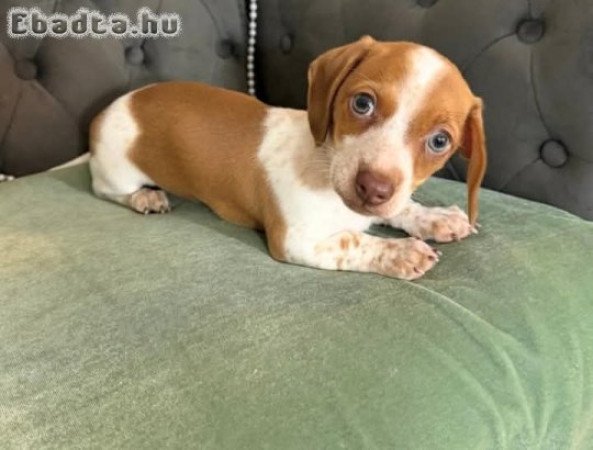 Dachshund Puppies For Adoption Or Sale