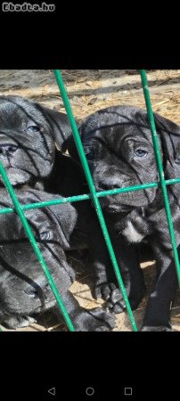 Cane corso  kutyusok