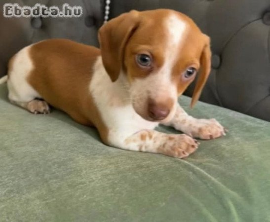 Mini Dachshund Puppies For Adoption Or Sale