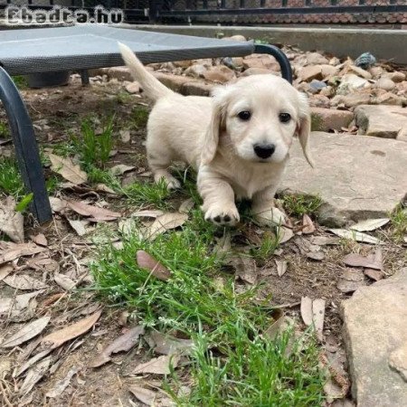 Mini Dachshund Puppies For Adoption Or Sale