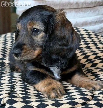 Mini Dachshund Puppies For Adoption Or Sale