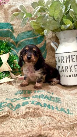 Mini Dachshund Puppies For Adoption Or Sale