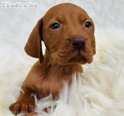 Magyar vizsla kölyök