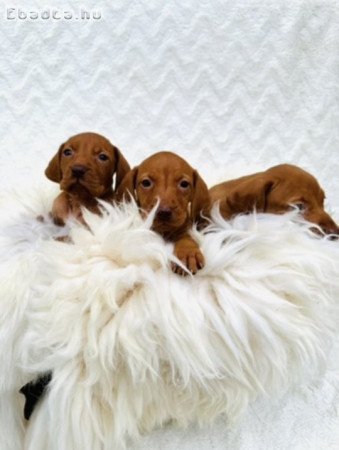 Magyar vizsla kölyök