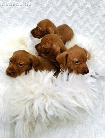 Magyar vizsla kölyök