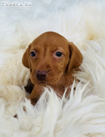 Magyar vizsla kölyök