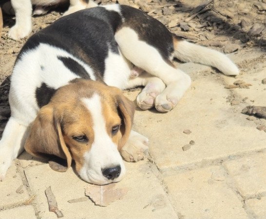 Beagle