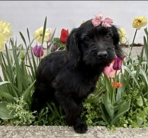 Labradoodle torpe uszkar labrador