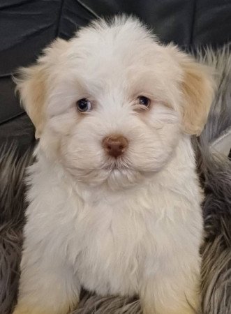 bichon havanese