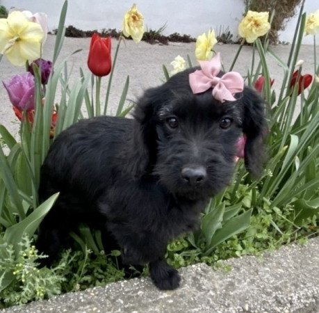 Labradoodle torpe uszkar labrador