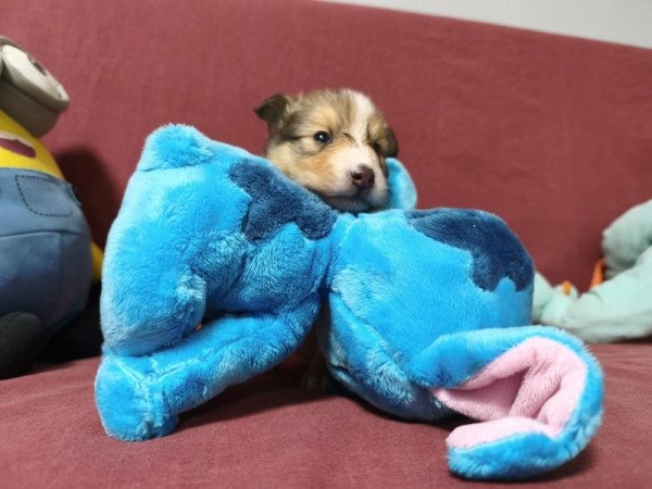 Sheltie