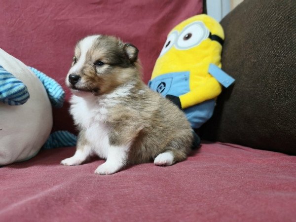 Sheltie
