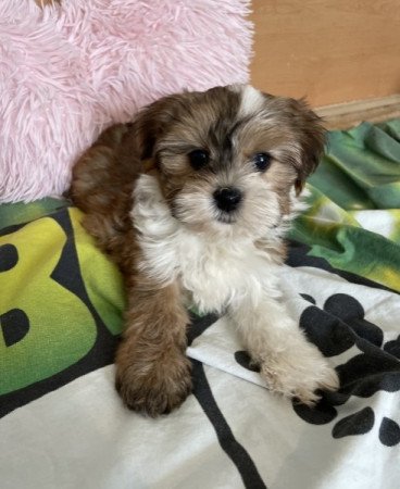 Bichon havanese