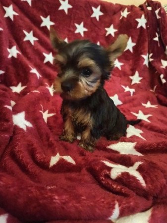 Yorkshire terrier