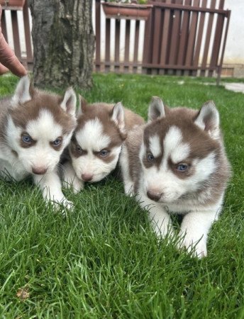 Szibériai husky