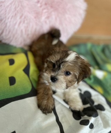 Bichon havanese