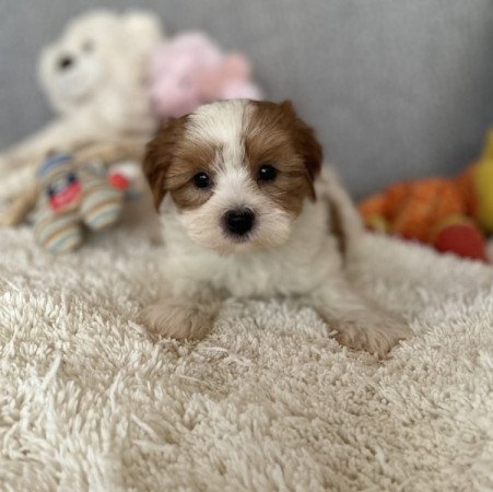 Bichon havanese