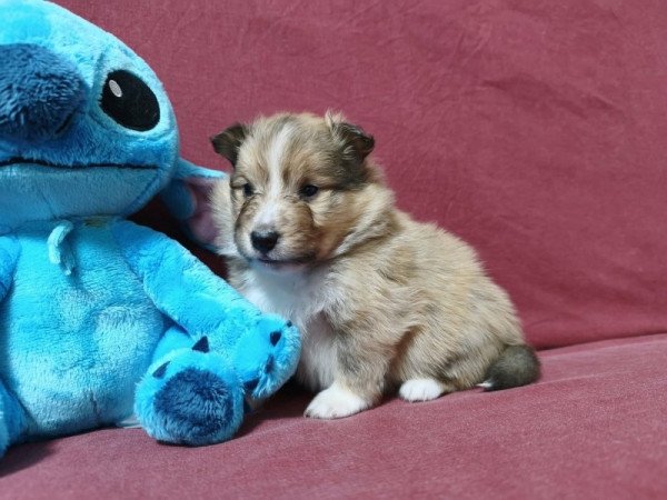 Sheltie
