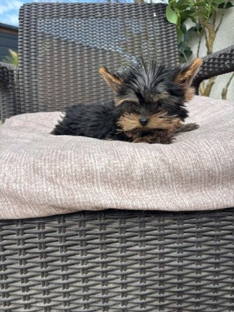 Yorkshire terrier