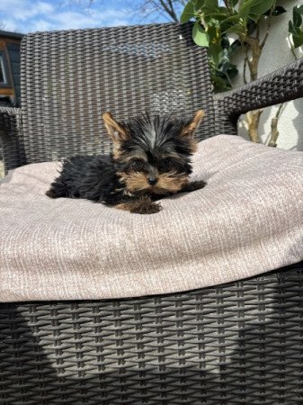 Yorkshire terrier