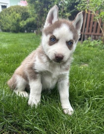 Szibériai husky