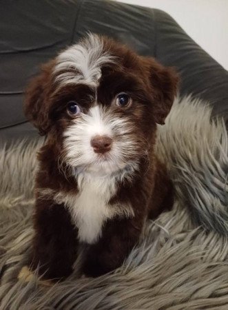 bichon havanese