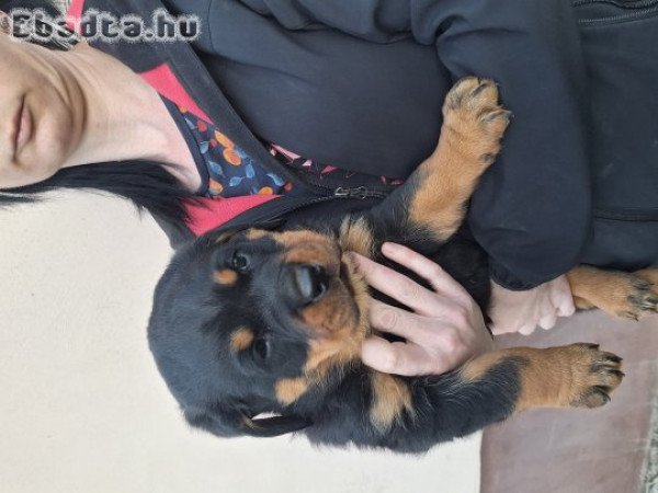 Rottweiler kölykök!