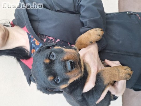 Rottweiler kölykök!