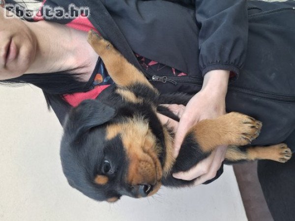 Rottweiler kölykök!